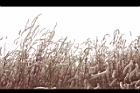 青葙-生態40.JPG