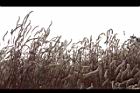 青葙-生態42.JPG