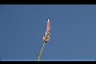 青葙-花序07.JPG