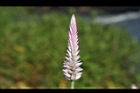 青葙-花序10.JPG