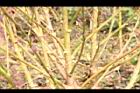 青葙-莖06.JPG