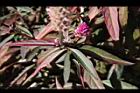 青葙-葉正00.jpg