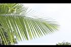 非洲椰子-葉13.JPG