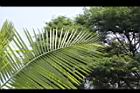 非洲椰子-葉14.JPG