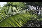 非洲椰子-葉15.JPG