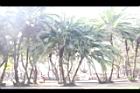 非洲海棗08.JPG