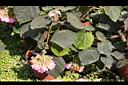 非洲芙蓉-花00.JPG