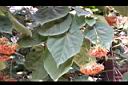 非洲芙蓉-花01.JPG