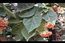 非洲芙蓉-花02.JPG