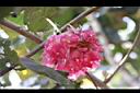 非洲芙蓉-花04.JPG