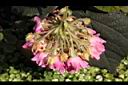 非洲芙蓉-花08.JPG