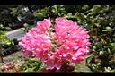 非洲芙蓉-花10.JPG