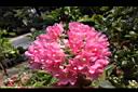 非洲芙蓉-花11.JPG