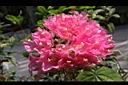 非洲芙蓉-花12.JPG