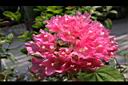 非洲芙蓉-花13.JPG