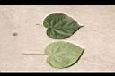 非洲芙蓉-葉02.JPG