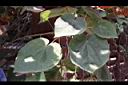 非洲芙蓉-葉04.JPG