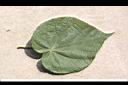 非洲芙蓉-葉正00.JPG