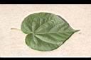非洲芙蓉-葉正01.JPG