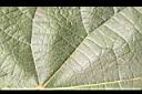 非洲芙蓉-葉正4.JPG