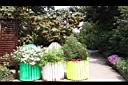 非洲芙蓉00.JPG