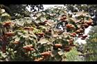 非洲芙蓉-枯花序01.JPG