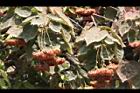 非洲芙蓉-枯花序03.JPG
