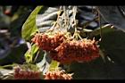 非洲芙蓉-枯花序07.JPG