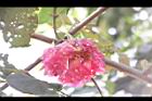 非洲芙蓉-花03.JPG