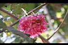 非洲芙蓉-花05.JPG