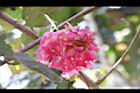非洲芙蓉-花06.JPG