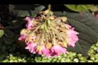 非洲芙蓉-花07.JPG