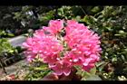非洲芙蓉-花09.JPG