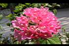 非洲芙蓉-花14.JPG