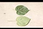 非洲芙蓉-葉00.JPG