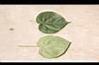 非洲芙蓉-葉01.JPG