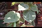 非洲芙蓉-葉03.JPG