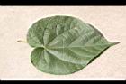 非洲芙蓉-葉正02.JPG