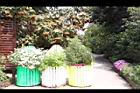 非洲芙蓉01.JPG