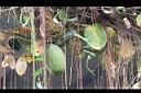 非洲茉莉-實5.jpg