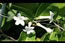 非洲茉莉-花0.jpg