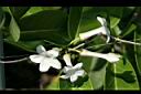 非洲茉莉-花1.jpg