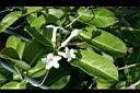 非洲茉莉-花2.jpg