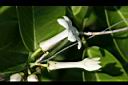 非洲茉莉-花4.jpg