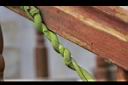 非洲茉莉-莖2.jpg