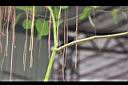 非洲茉莉-莖3.jpg