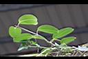 非洲茉莉-葉序0.jpg