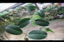 非洲茉莉-葉序1.jpg