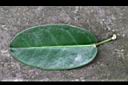 非洲茉莉-葉正.jpg