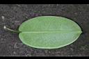 非洲茉莉-葉背.jpg